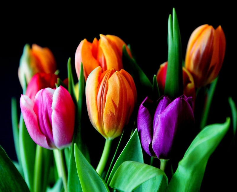 Colorful Flower Arrangements