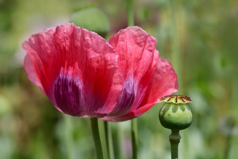 Colorful Poppy Flowers